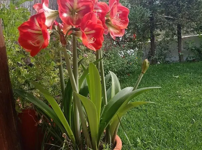 Poly's Sea Side House * Koropi